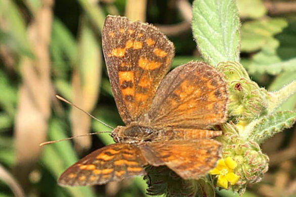 Aricoris campestris 1