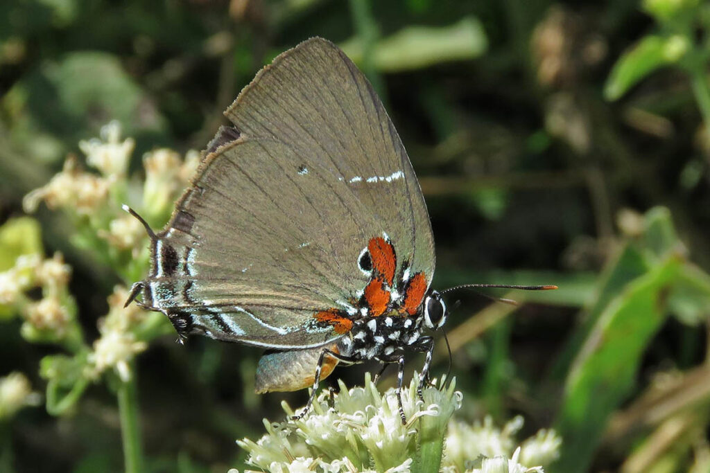 Atlides inachus 1