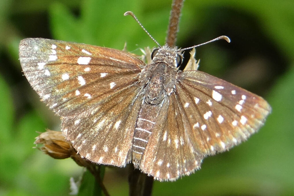 Chirgus veturius 1