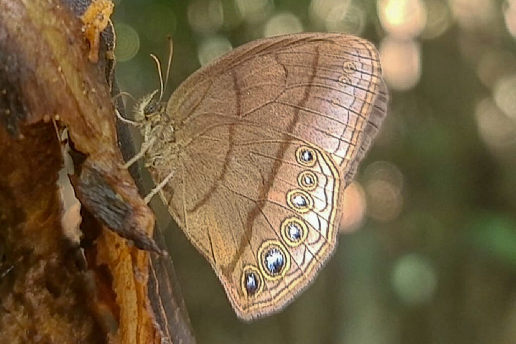 Erichthodes antonina 1