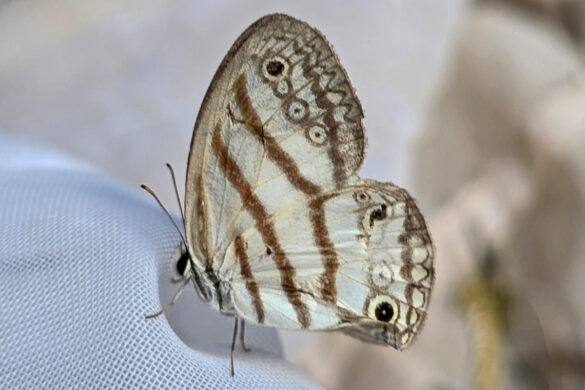 Euptychia mollina mollina 1