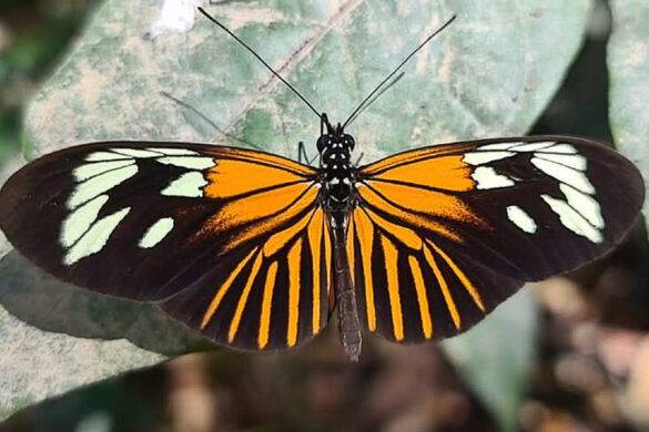 Heliconius erato amazona 1