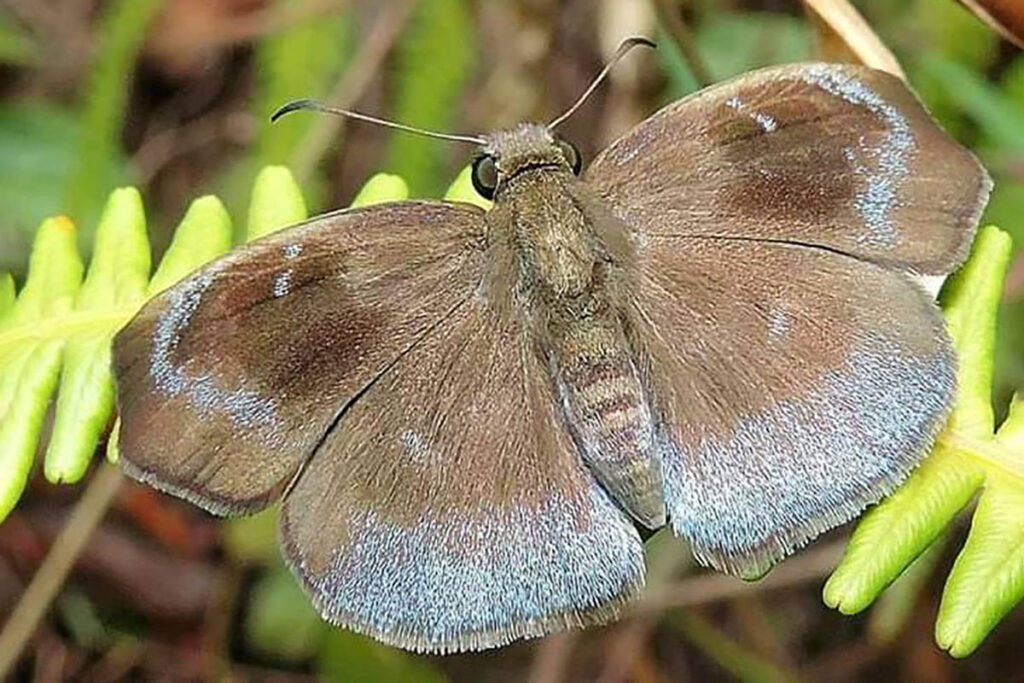 Lirra limaea 1
