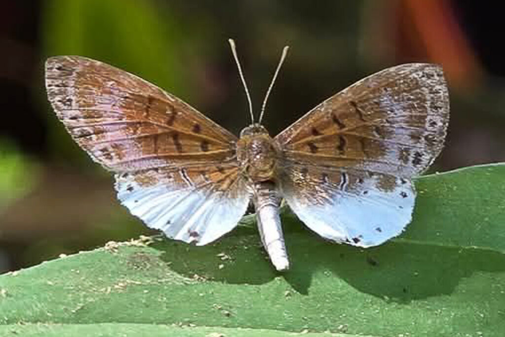 Livendula leucocyana 1