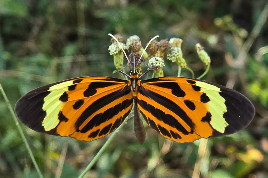 Melinaea marsaeus pothete 1