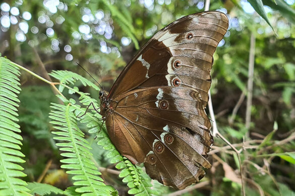 Morpho menelaus coeruleus 2