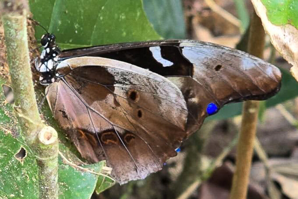 Morpho rhetenor subtusmurina 1