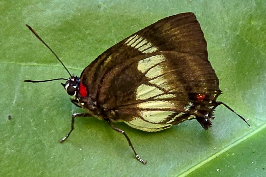 Panthiades aeolus 1
