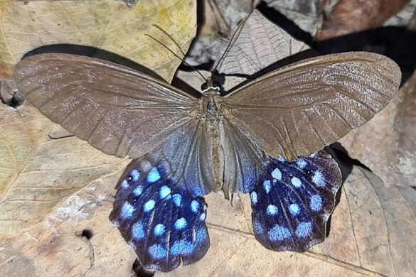 Pierella lena brasiliensis 1