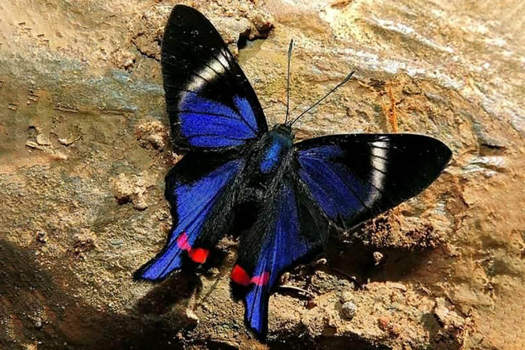 Rhetus periander arthuriana 1