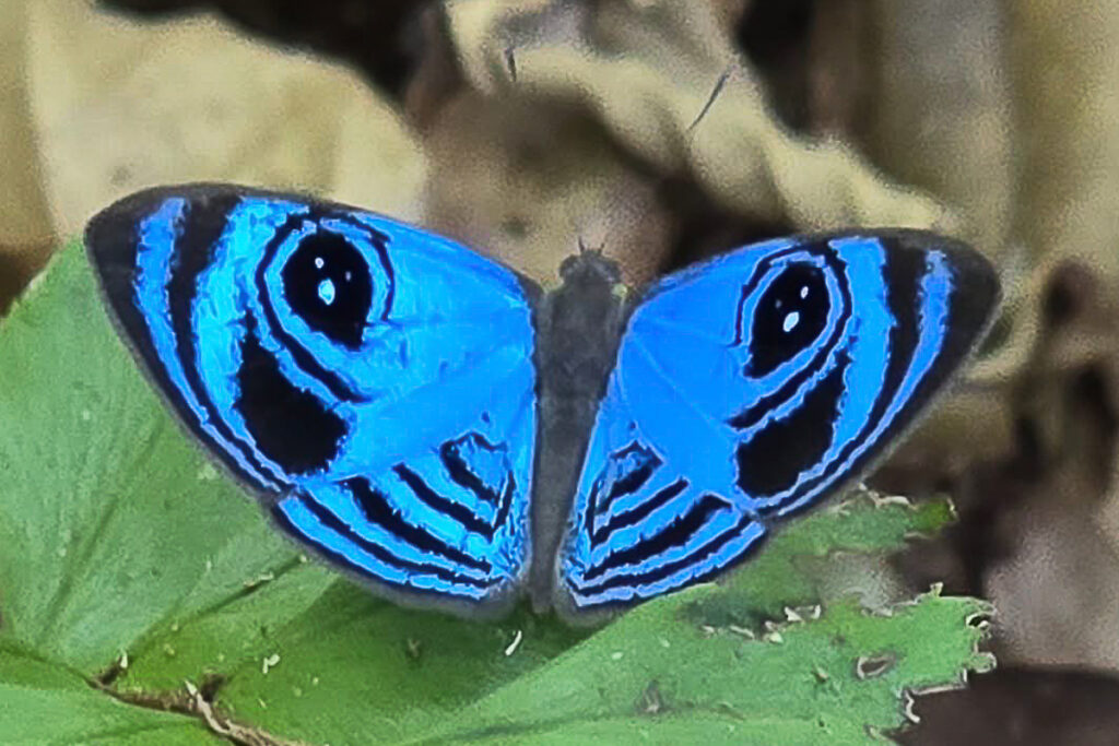 Semomesia croesus croesus 1