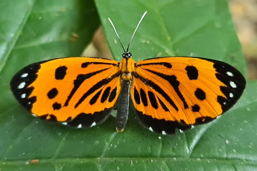 Stalachtis calliope calliope 1