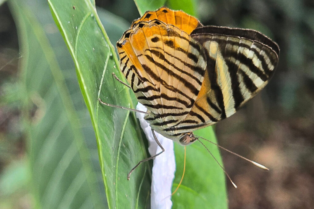 Tigridia acesta tapajona