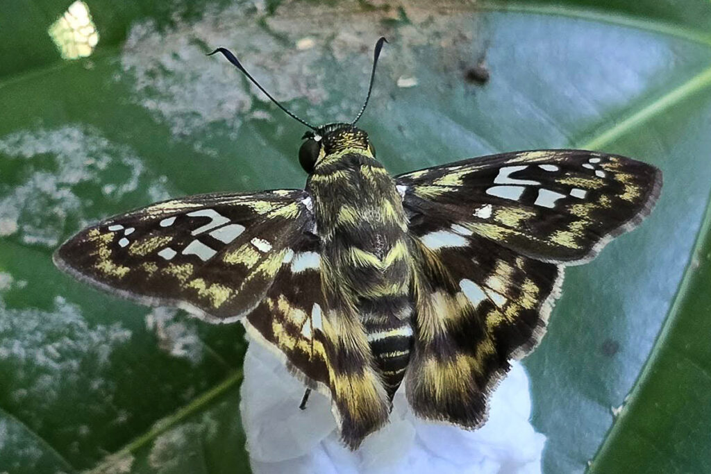 Udranomia kikkawai 1