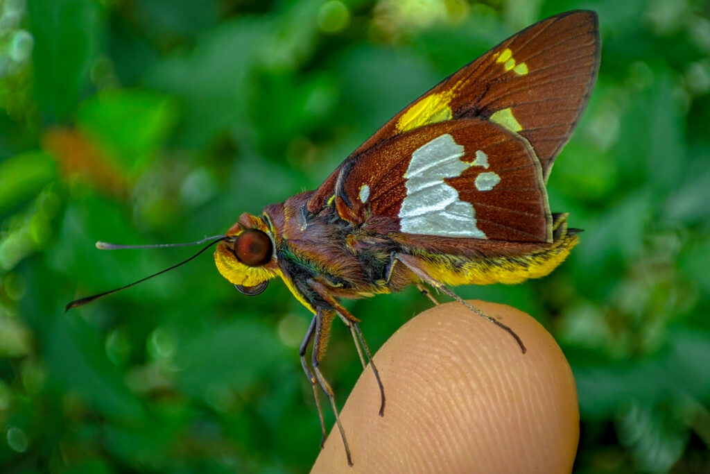 Aides duma argyrina