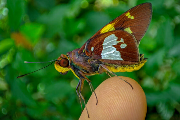 Aides duma argyrina
