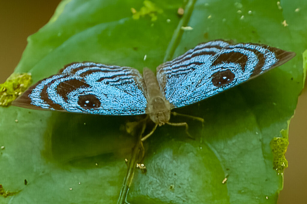 Semomesia croesus meana