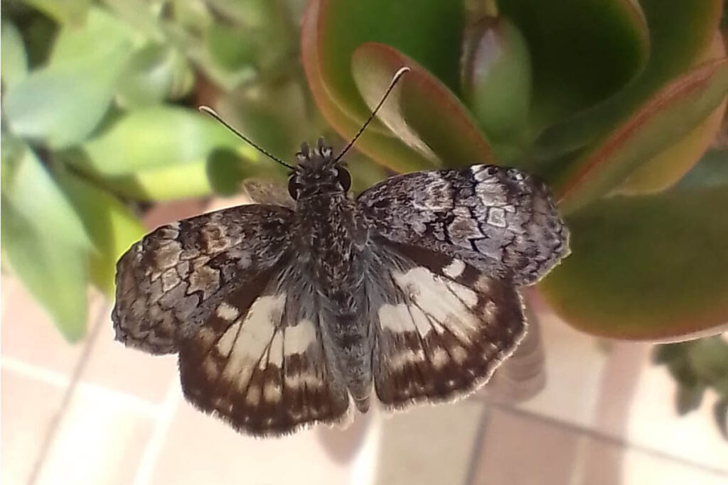 Chiothion asychis autander