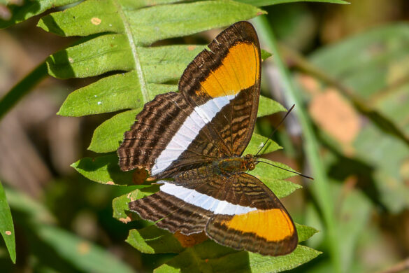Adelpha cytherea aea
