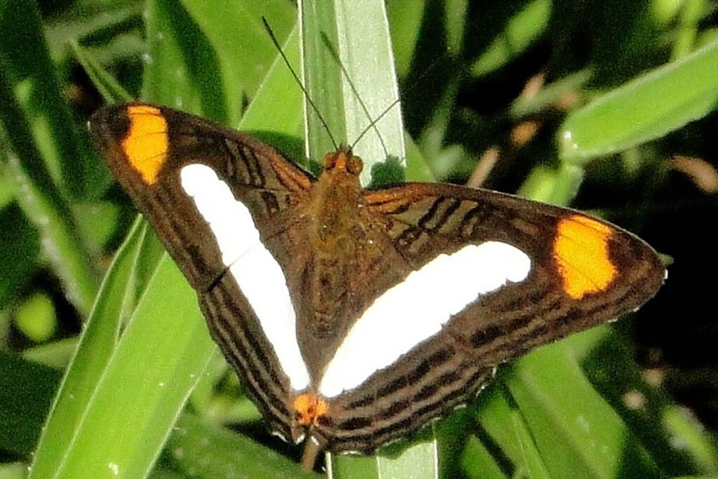 Adelpha iphicleola leucates