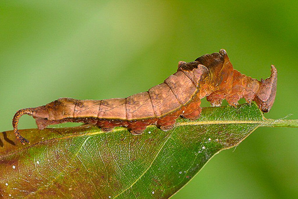Archaeoprepona demophon demophon