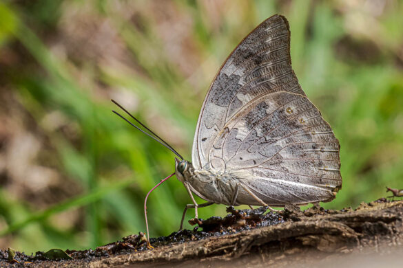 Archaeoprepona demophon demophon