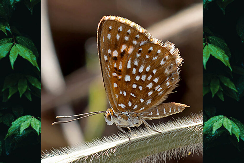 Aricoris middletoni