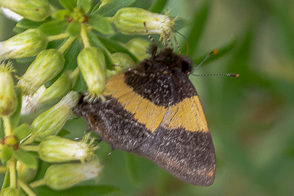 Arzecla straelena