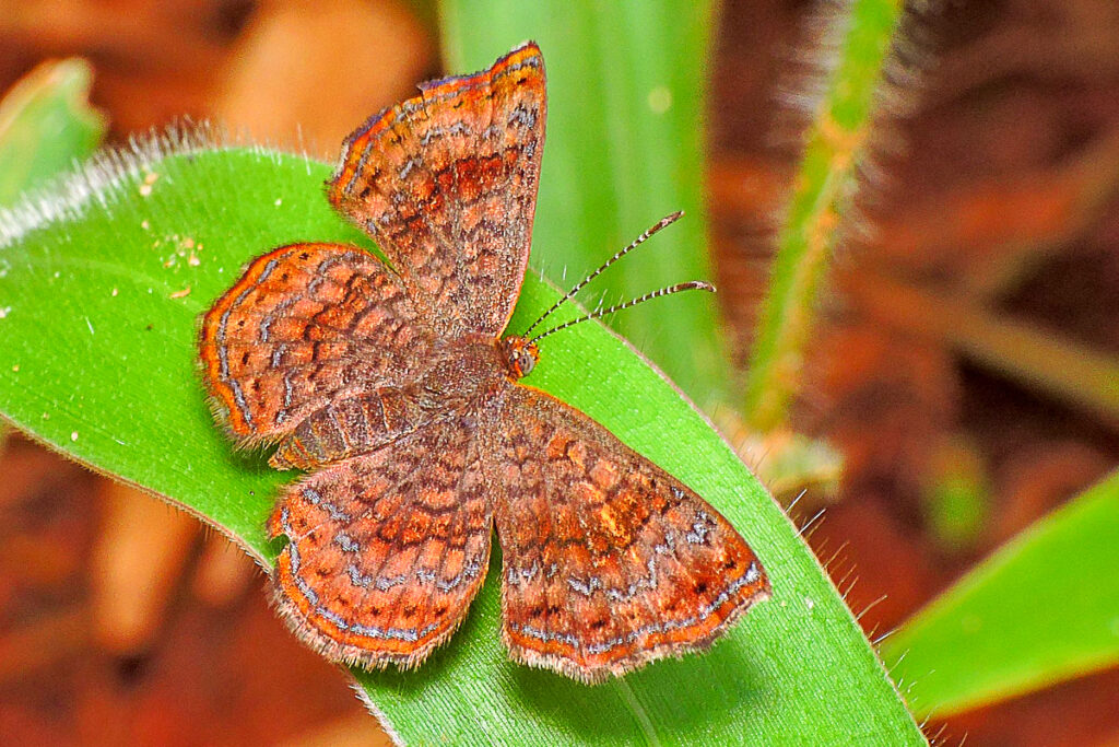 Calephelis laverna laverna