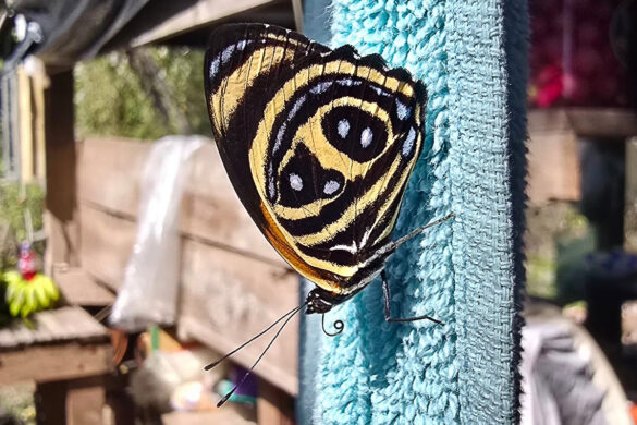 Callicore texa strympli