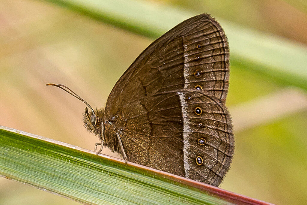 Capronnieria narapa