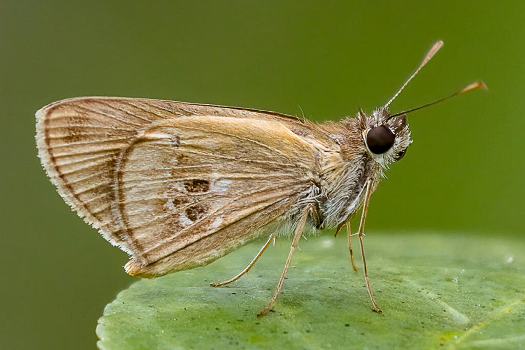 Cymaenes idria