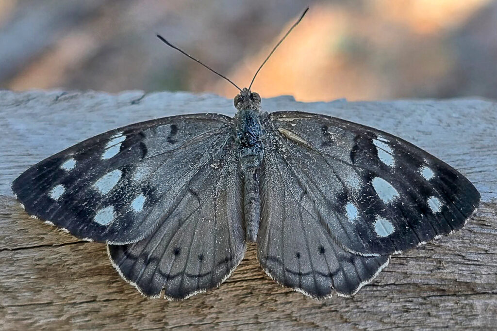 Eunica marsolia ssp.