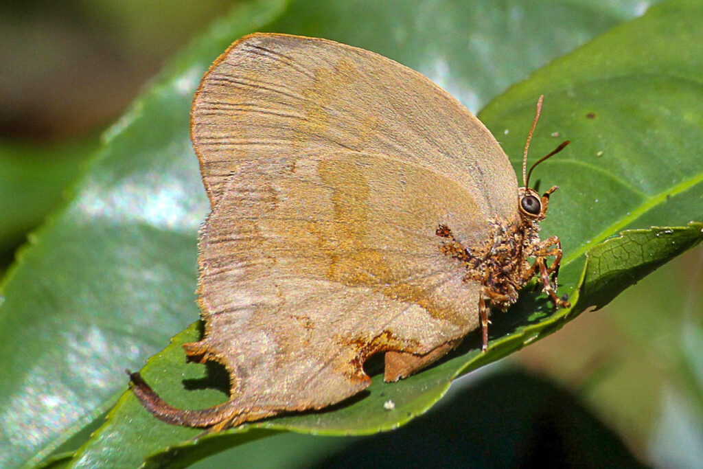 Evenus latreillii