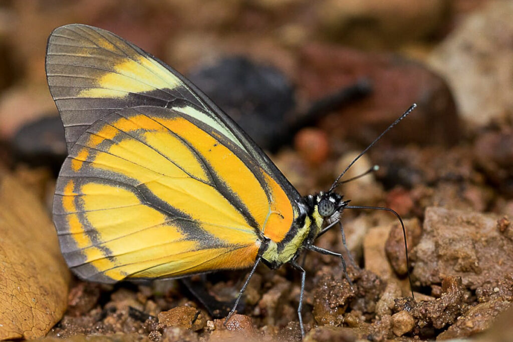 Hesperocharis hirlanda planasia