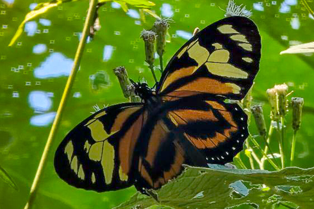 Lycorea halia transiens