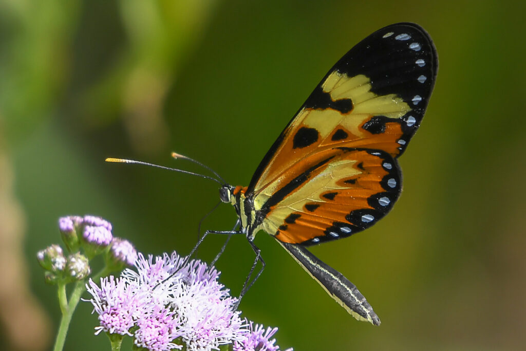 Mechanitis polymnia casabranca