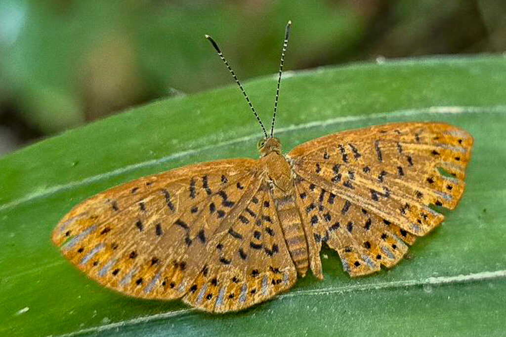 Metacharis lucius