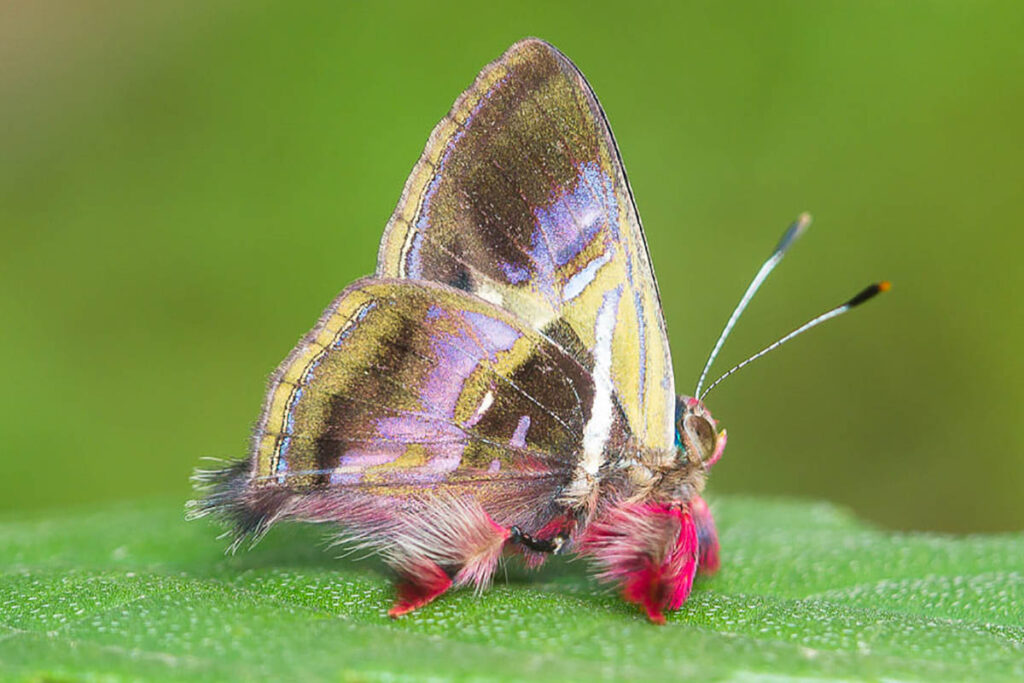 Ourocnemis renaldus notius