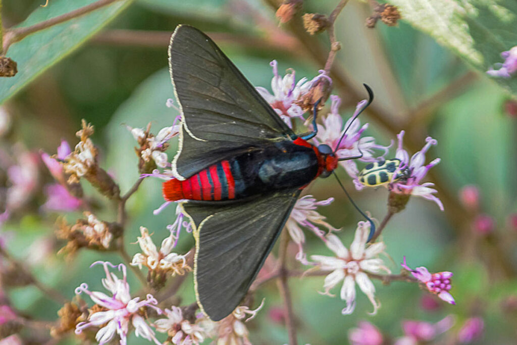 Oxynetra roscius roscius