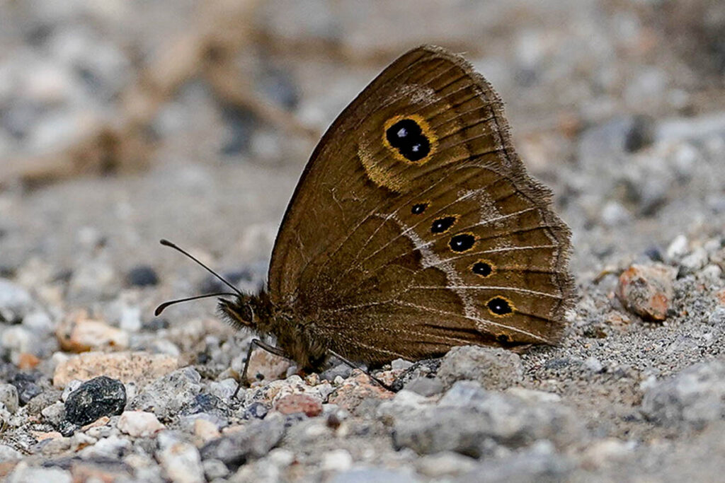 Pampasatyrus gyrtone biezankoi