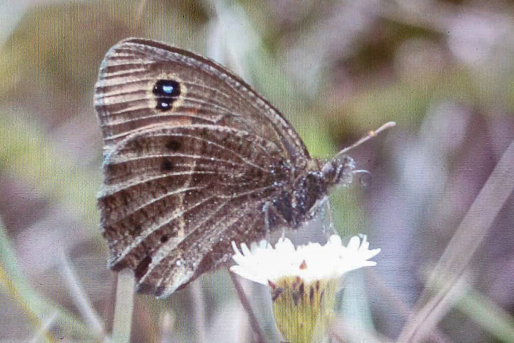 Pampasatyrus quies