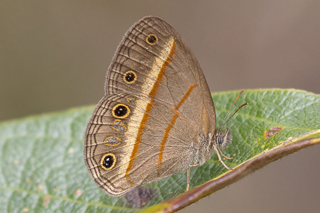 Paryphthimoides flavofascia