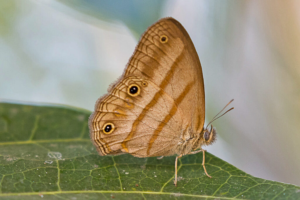 Paryphthimoides terrestris grevei