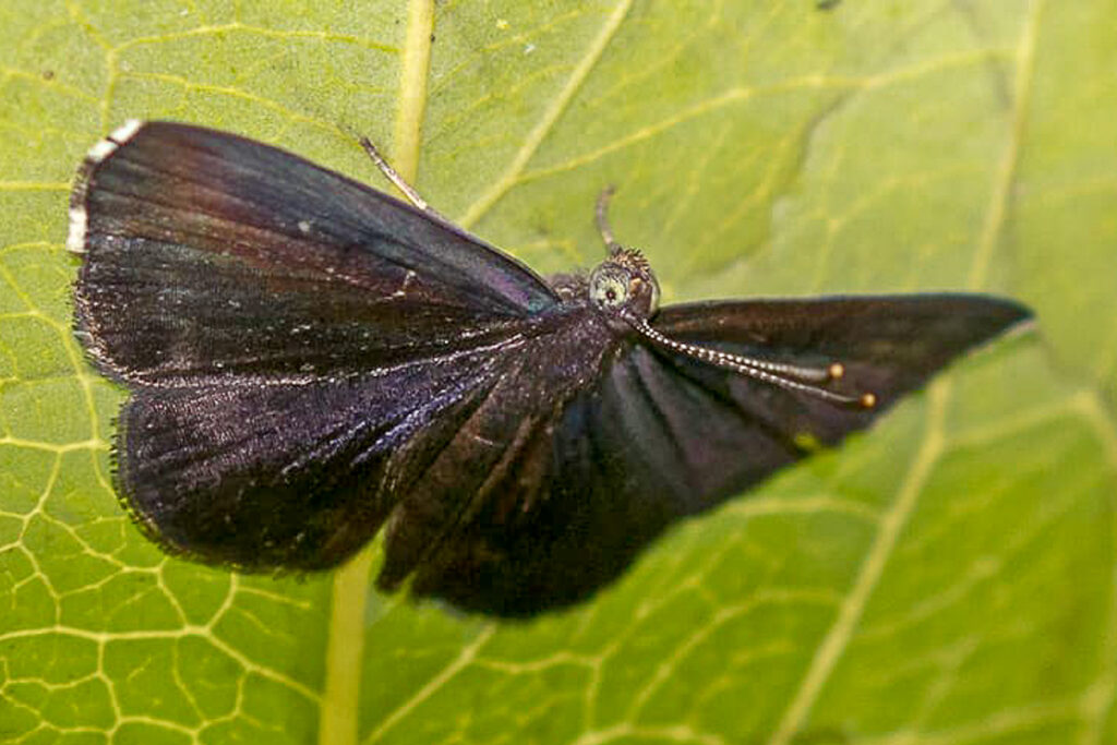 Phaenochitonia fuliginea