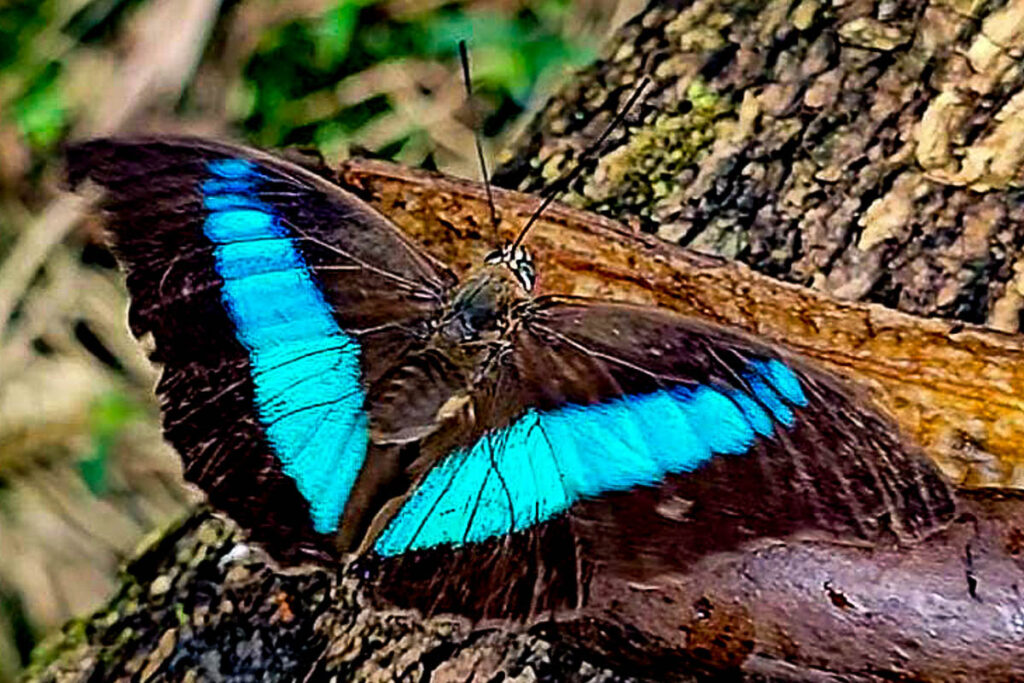 Prepona pylene pylene