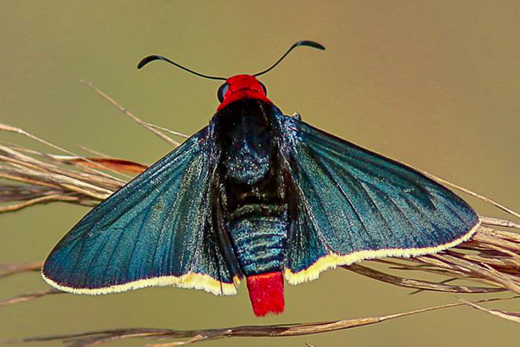 Pyrrhopyge phidias phidias