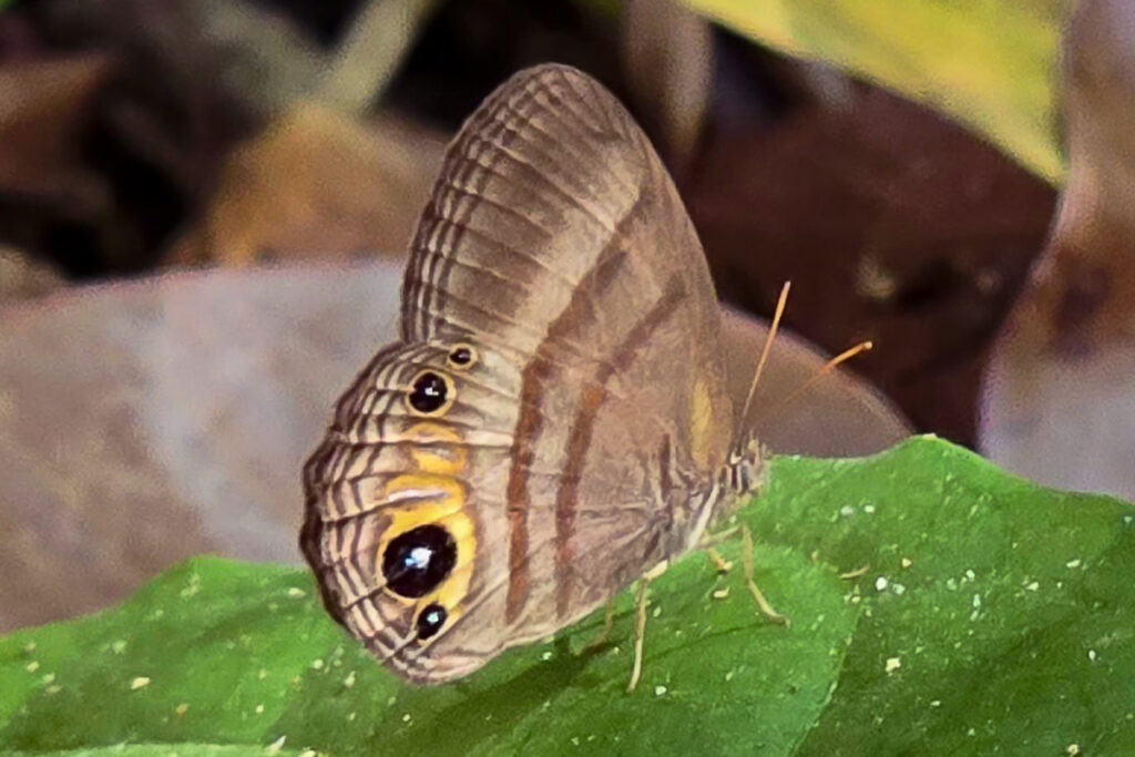 Splendeuptychia gera nortia