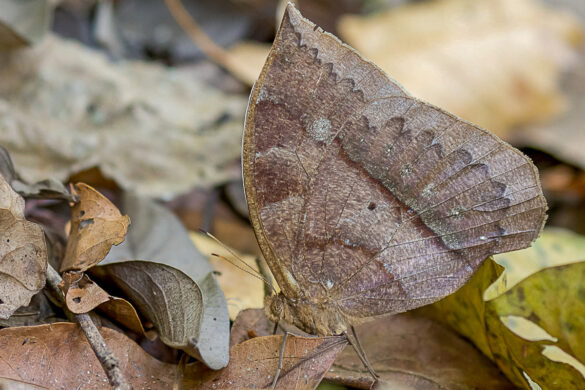 Taygetis mermeria mermeria