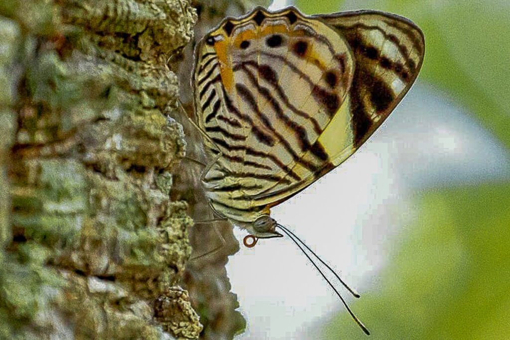 Tigridia acesta acesta